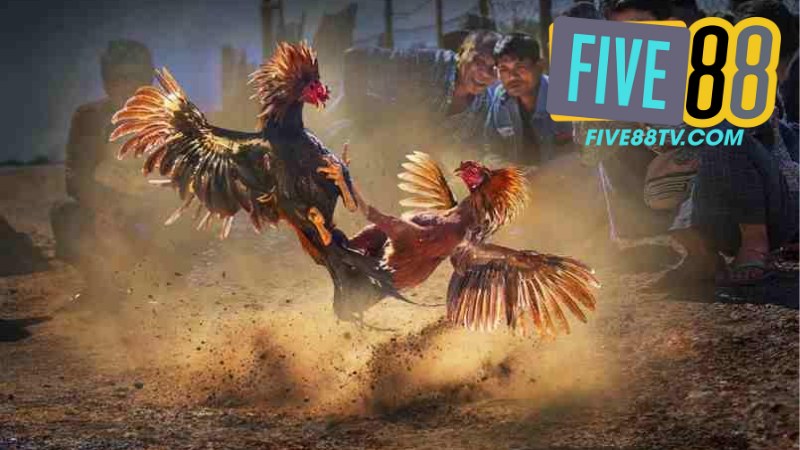 Đá Gà Five88 